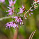 Plancia ëd Erica paucifolia subsp. ciliata (Klotzsch) E. G. H. Oliver