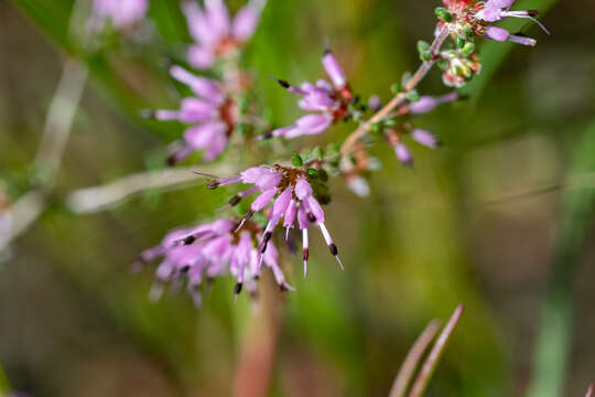 Image of Erica paucifolia (Wendl.) E. G. H. Oliver