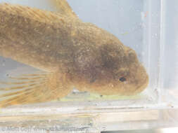 Cottus aleuticus Gilbert 1896 resmi