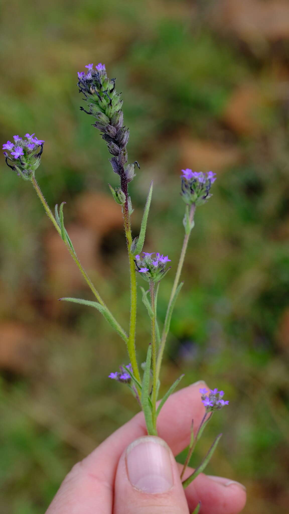 <i>Buchnera longespicata</i> resmi