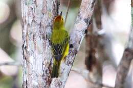 Image of Setophaga petechia xanthotera (Todd 1924)