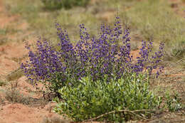 Image of Cyanostegia cyanocalyx (F. Muell.) C. A. Gardner