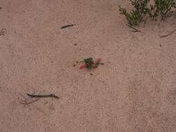 صورة Eremophila glabra subsp. murrayana