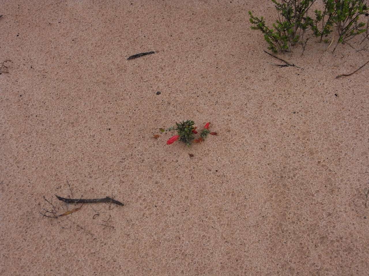 صورة Eremophila glabra subsp. murrayana