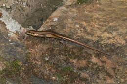 Image of Trachylepis maculilabris (Gray 1845)