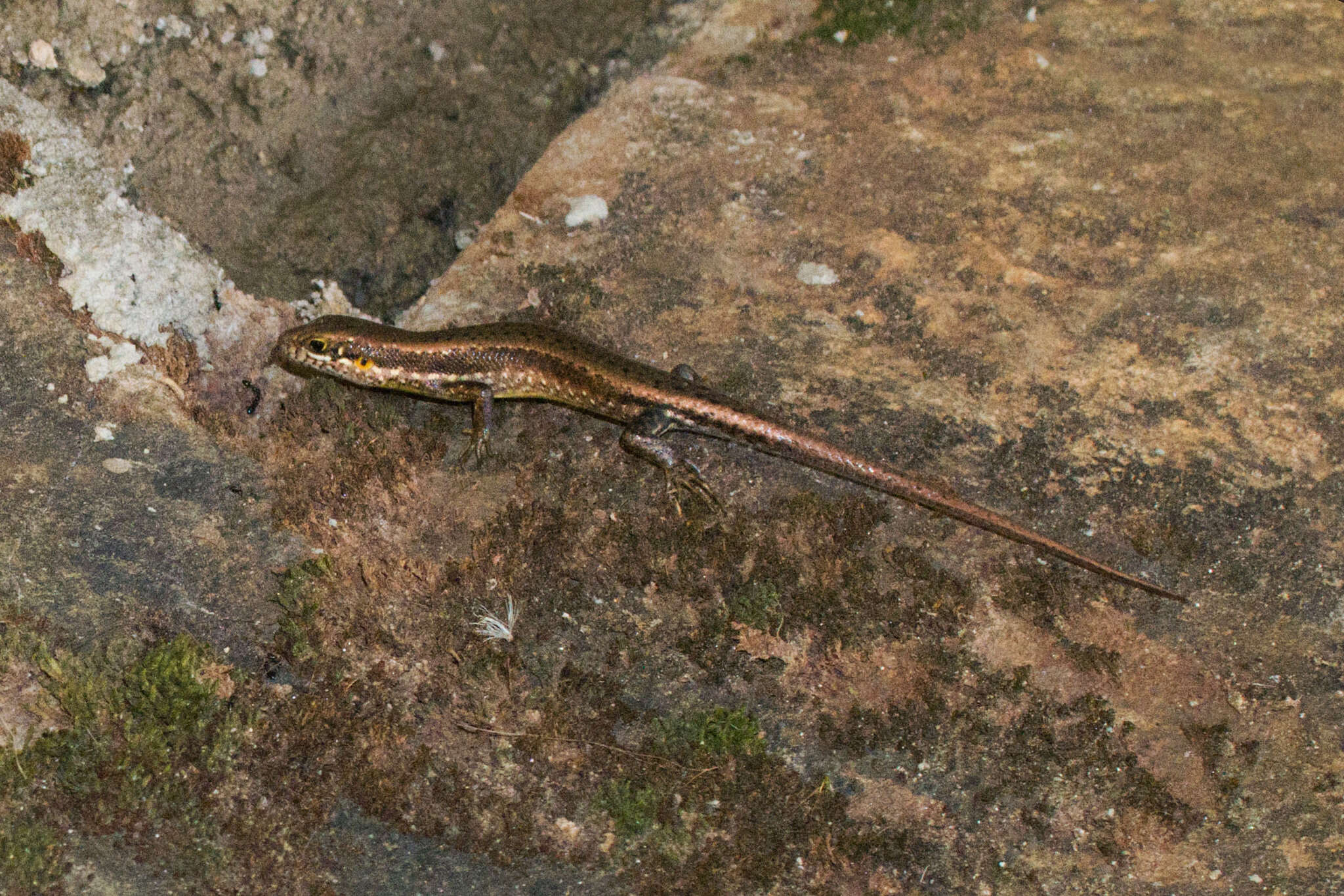 Image of Trachylepis maculilabris (Gray 1845)