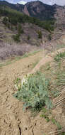 Imagem de Astragalus drummondii Dougl.