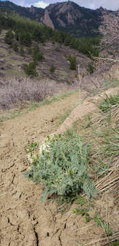 Imagem de Astragalus drummondii Dougl.