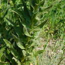 Image of Hesperis sylvestris Crantz