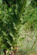 Image of Hesperis sylvestris Crantz