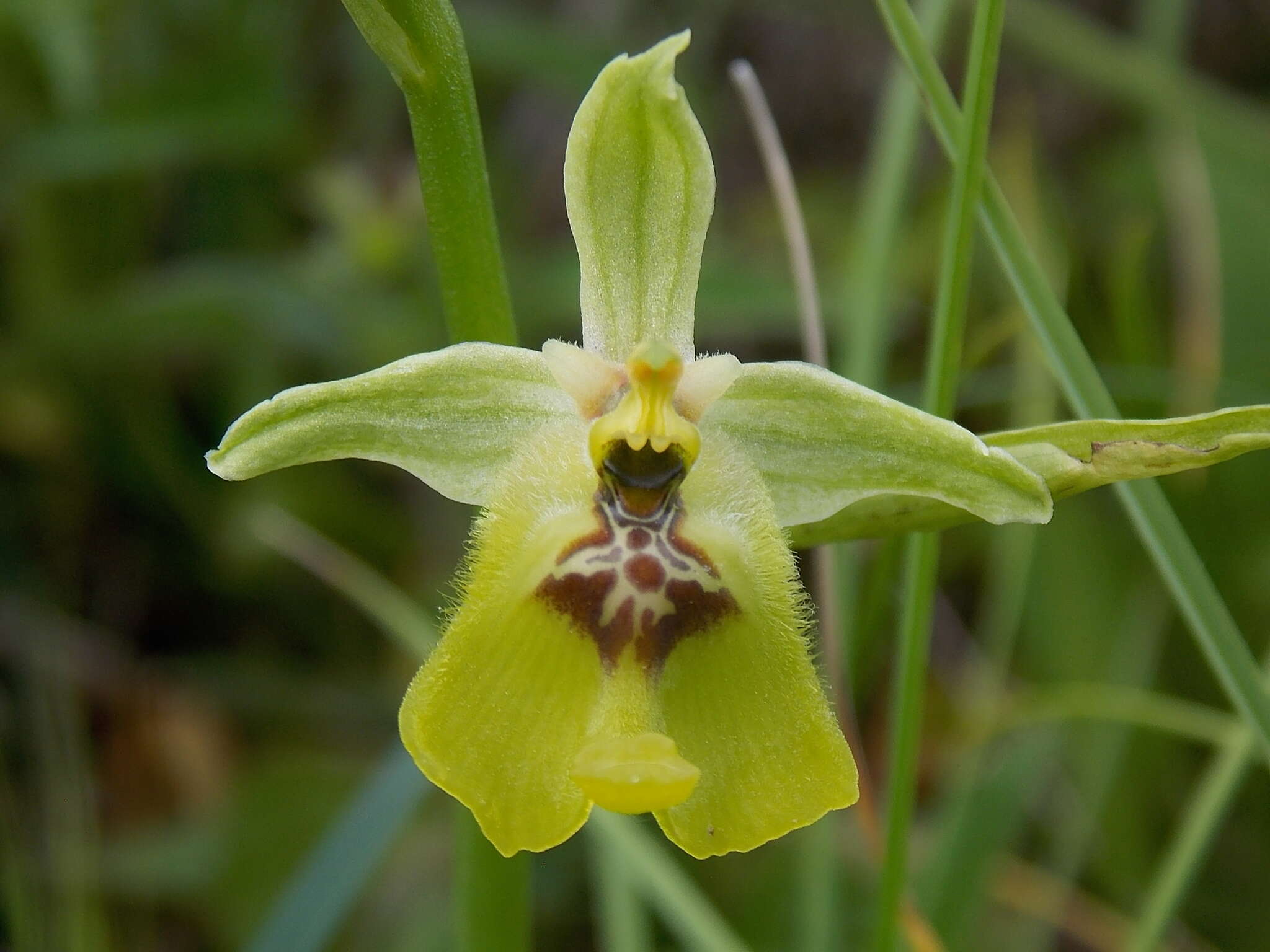 Image of Ophrys fuciflora subsp. lacaitae (Lojac.) Soó