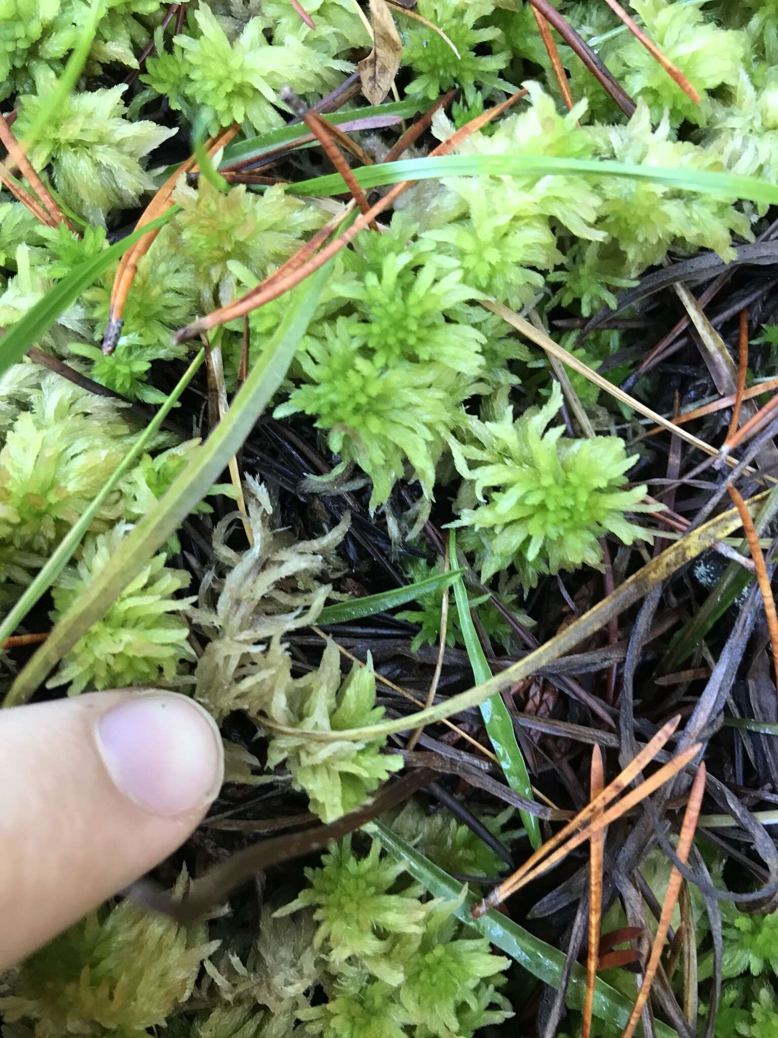 Image of Pacific sphagnum