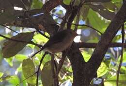 Image of Large-billed Scrubwren