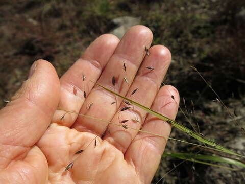 Image of Brown's lovegrass