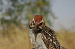 Image of Chestnut-crowned Sparrow-Weaver