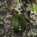 Image of Drymoanthus adversus (Hook. fil.) Dockrill