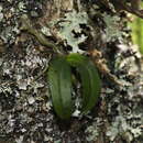 Image de Drymoanthus adversus (Hook. fil.) Dockrill