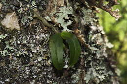 Plancia ëd Drymoanthus adversus (Hook. fil.) Dockrill