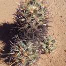 Image of Pima pineapple cactus