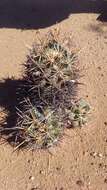 Image of Pima pineapple cactus