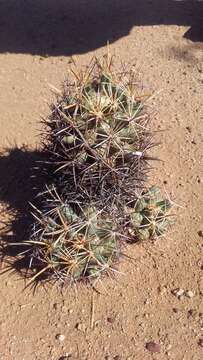 Image of Pima pineapple cactus