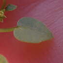 Image of Adenocline violifolia (Kunze) Prain