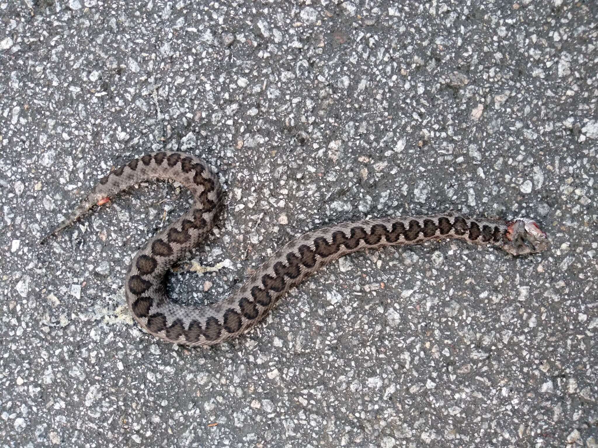 صورة Vipera latastei Bosca 1878