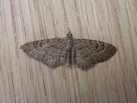 Image of Freyer's Pug