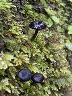 Image of Entoloma melanocephalum G. Stev. 1962