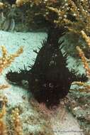 Image of Spitlure Frogfish