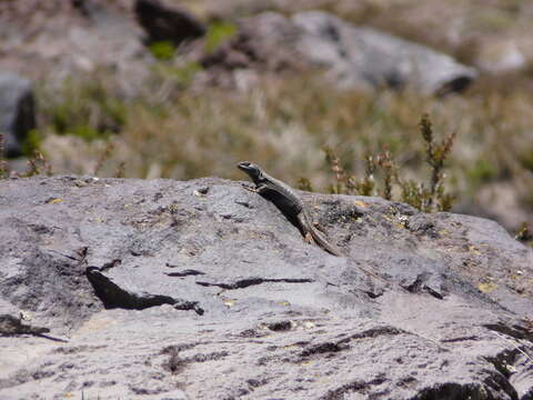 Image of Buerger's Tree Iguana