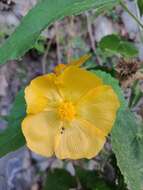 Image of whiteleaf Indian mallow