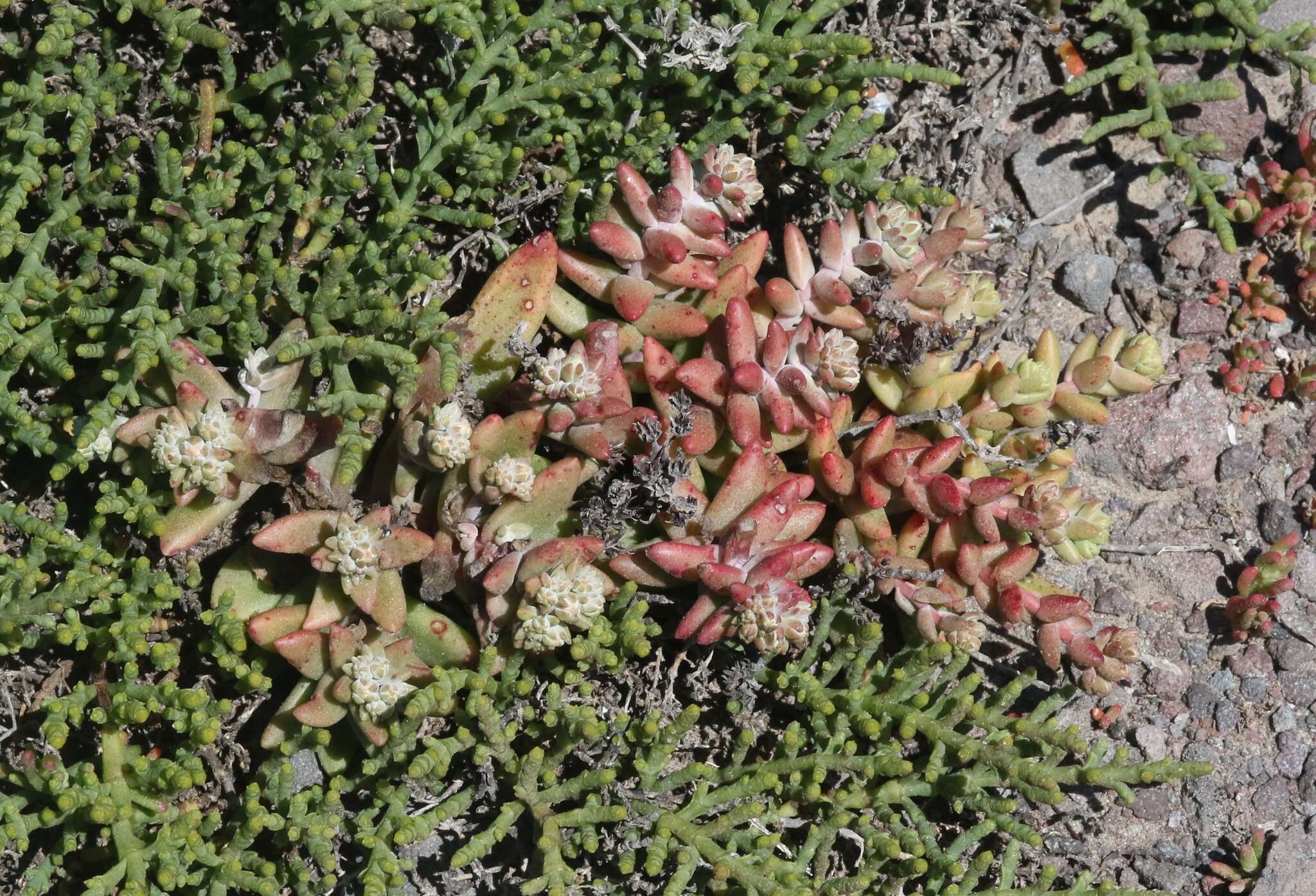 Image of Santa Cruz Island liveforever