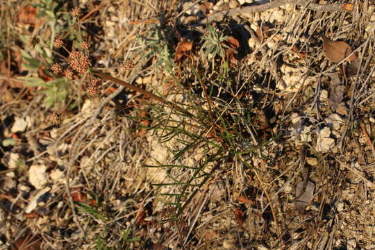 Image de Lomatium marginatum (Benth.) Coult. & Rose