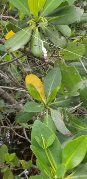 Image of Basilica Orbweaver