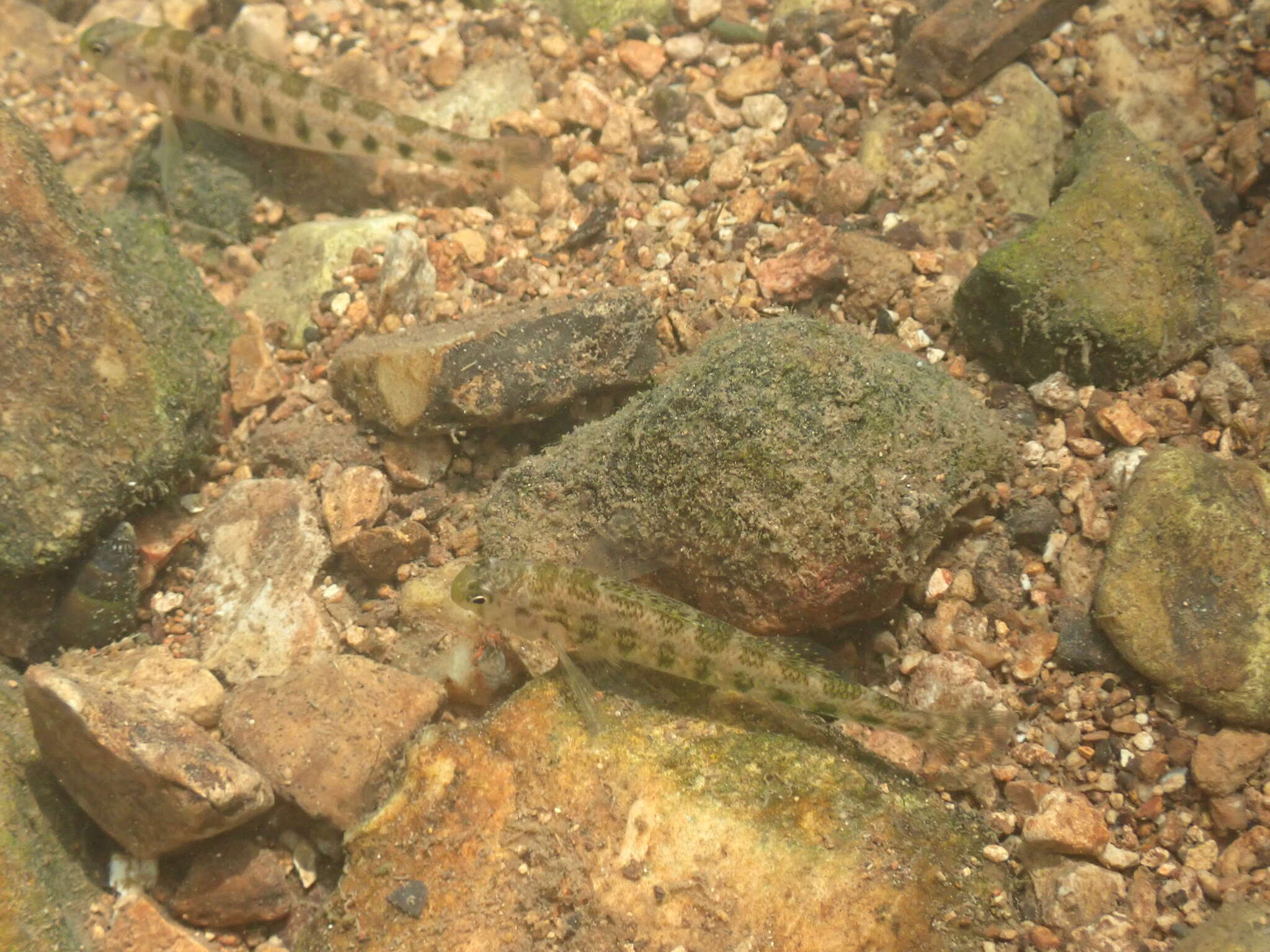 Image of Snubnose Darter