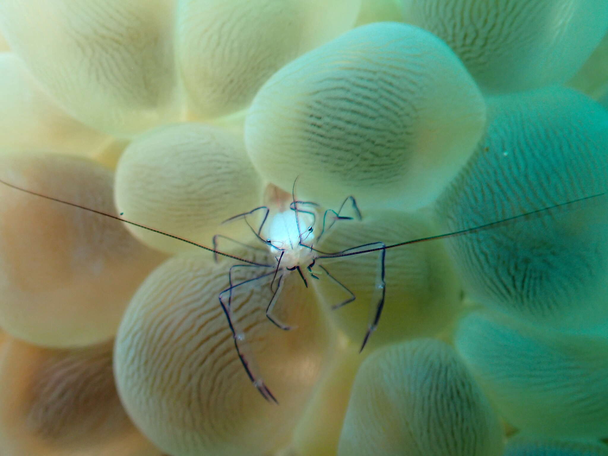 Image of Bubble coral shrimp