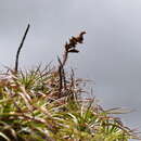 Image of Puya parviflora L. B. Sm.