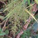 Image of Panicum sarmentosum Roxb.