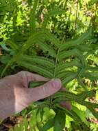 Image of Fish-Tail Sword Fern