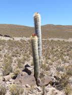 Imagem de Echinopsis tarijensis subsp. bertramiana (Backeb.) M. Lowry