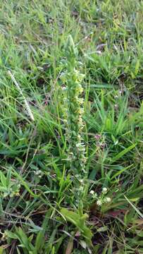 Image de Habenaria parviflora Lindl.