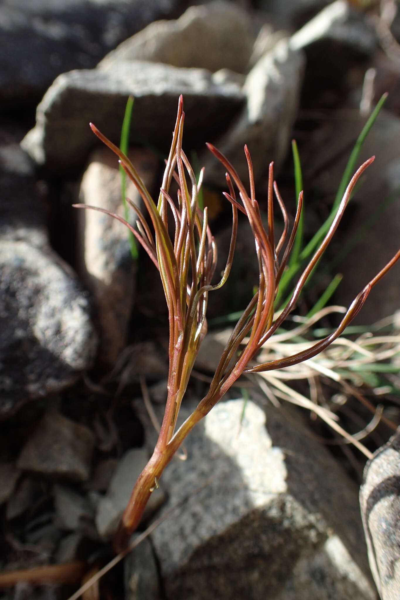 Imagem de Anisotome filifolia (Hook. fil.) Cockayne & Laing