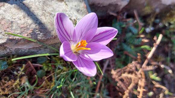 Image of Corsican crocus