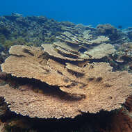 Image of Acropora solitaryensis Veron & Wallace 1984