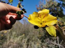 Image of Mexican flannelbush