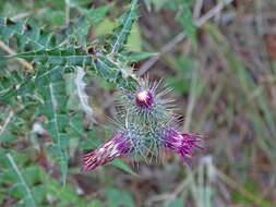 Plancia ëd Ptilostemon strictus (Ten.) W. Greuter