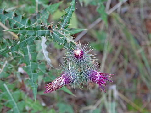 Plancia ëd Ptilostemon strictus (Ten.) W. Greuter