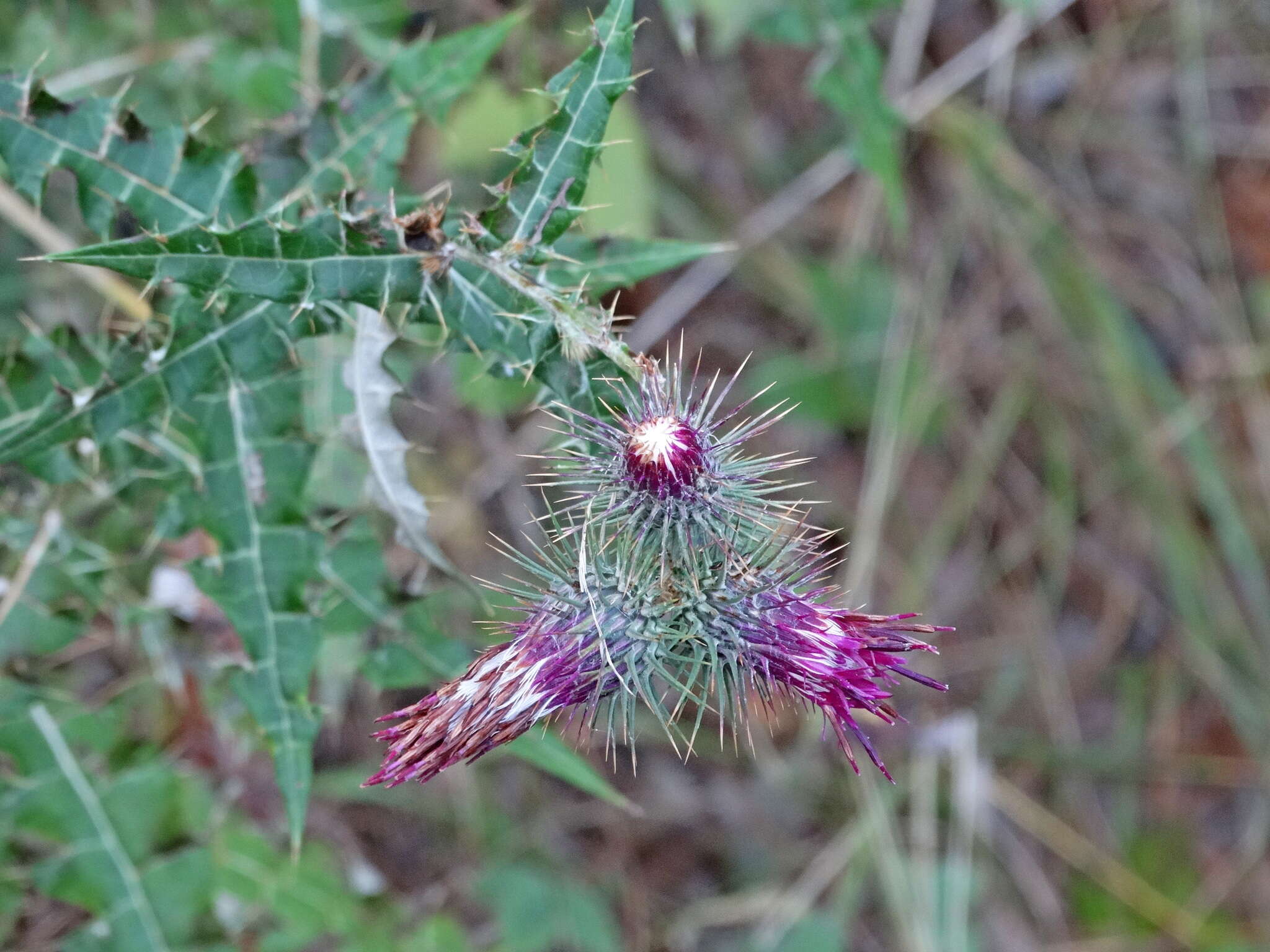 Plancia ëd Ptilostemon strictus (Ten.) W. Greuter