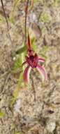 Image of Caladenia strigosa (D. L. Jones) R. J. Bates